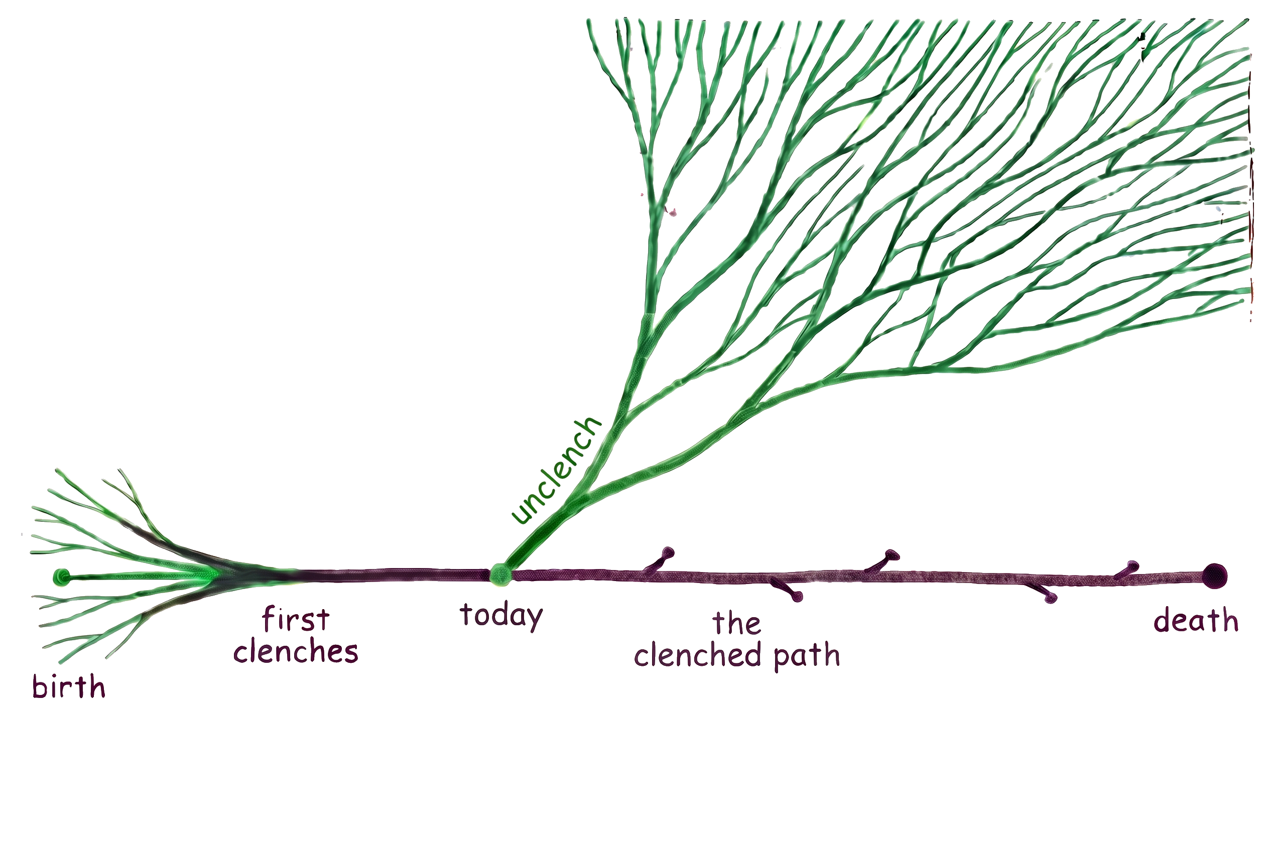 A hand-drawn timeline where the clenched path stays narrow while unclenching branches into many possible paths